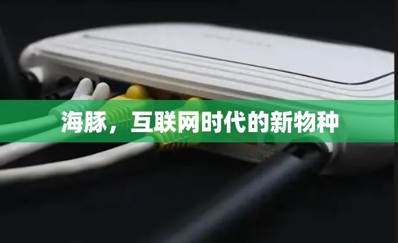 海豚，互联网时代的新物种